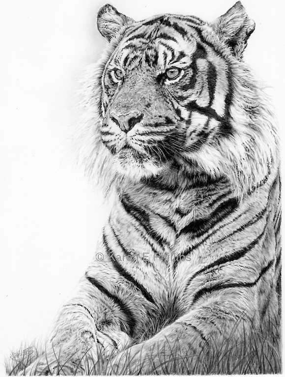 Tiger Portrait